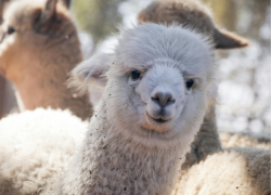 Alpaca