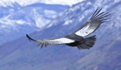 Birds 1
