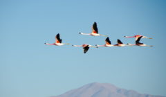 Birds 2