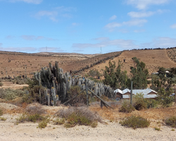 Cacti near Fray Jorge NP