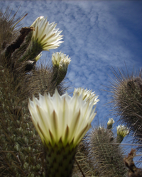 Cacti