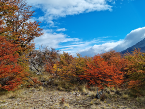 Autumn in Chacabuco Valley
