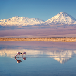 Chaxa lagoon Atacama
