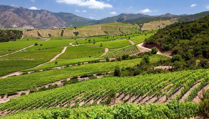 Colchagua Valley