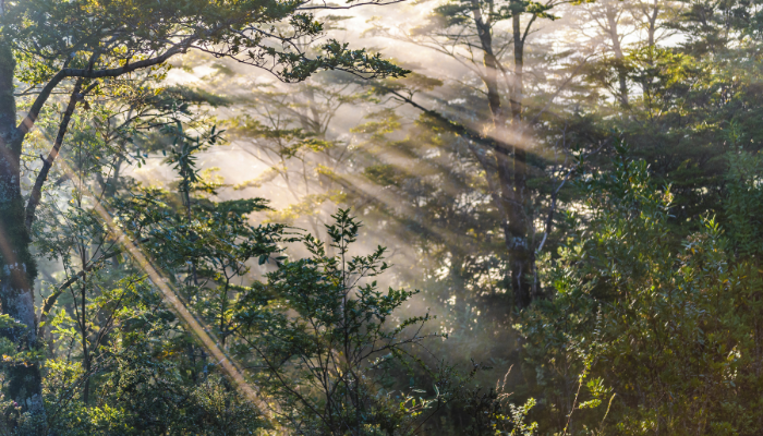 Forest bathing