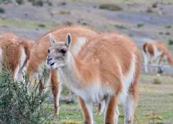 Guanaco