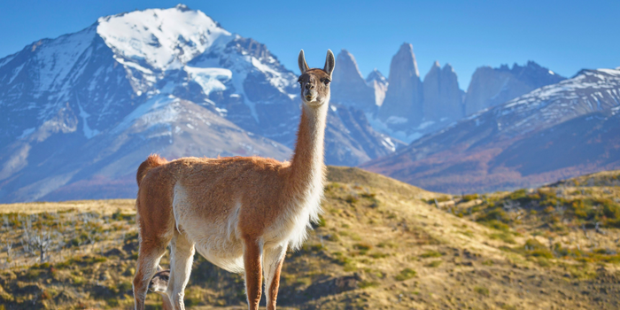 Guanaco Torres del Paine