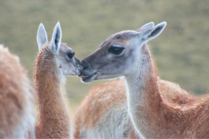 Guanaco baby and mother