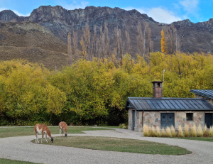 Guanaco_Explora Lodge