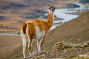 Guanacos Torres NP