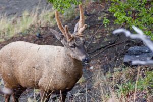 Huemul