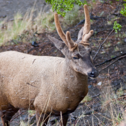 Huemul