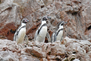 Humboldt penguin