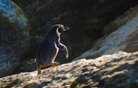 Humboldt penguin