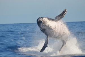 Humpback whale in Chile
