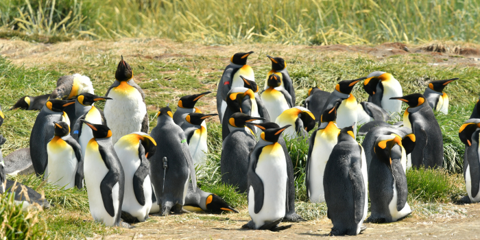 King Penguins tierra del fuego