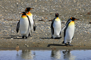King penguin Chile
