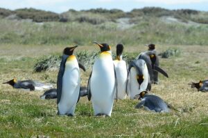 King penguins Tierra del Fuego