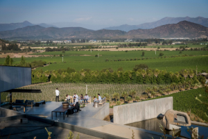 Kingston Vineyard