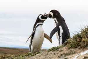 Kissing Magellanic penguin