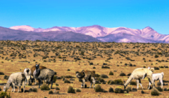 Lauca National Park