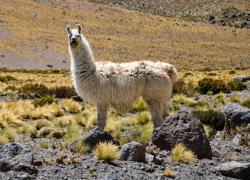 Llama
