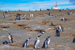 Magdalena Island penguins