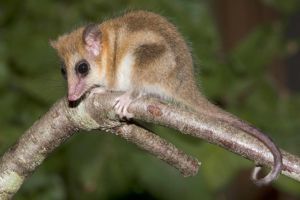 Monito del Monte