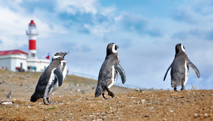 Pinguinos en Isla Magdalena