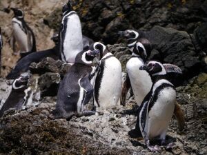 Penguins in Puñihuil