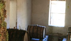 Pisco 02