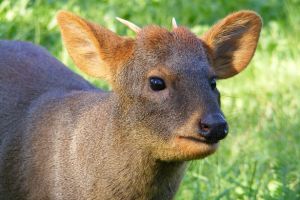 Pudú