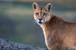 Puma-Torres del Paine NP