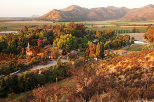 Santa Rita vineyard