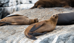 Sea lions on Damas Island