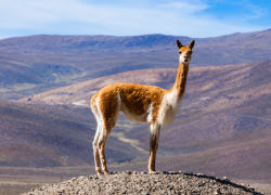 Vicuña