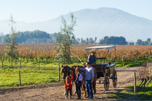 Vina Santa Cruz winter