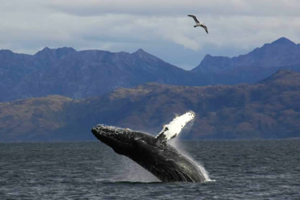 Whale watching Patagonia