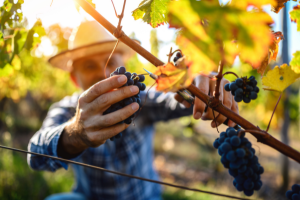 grape harvest