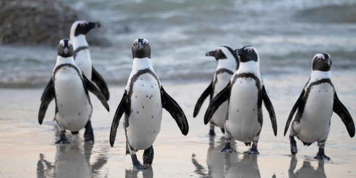 penguins in Chile