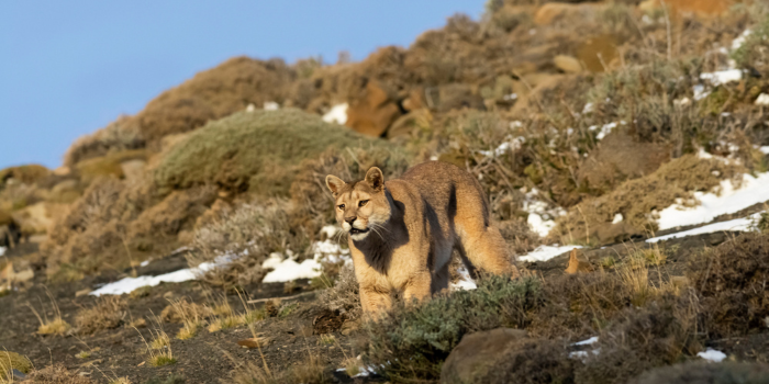 Puma tracking