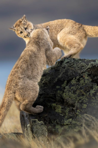 Pumas