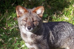 Zorro de Darwin